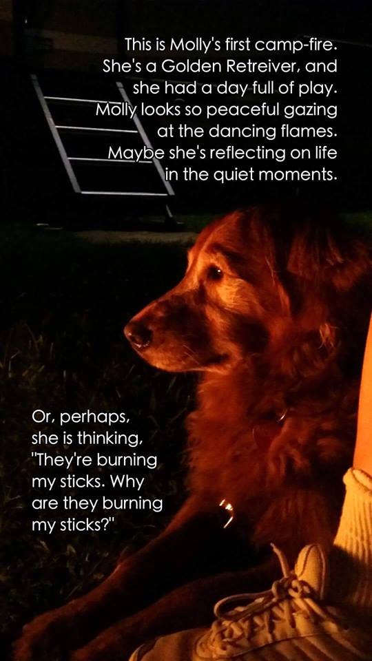 Burning My Sticks Dog Mollie Golden Retriever