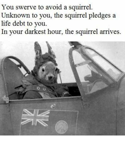 you-swerve-to-avoid-a-squirrel-unknown-to-you-the-14251166 The unknown squirrel meme