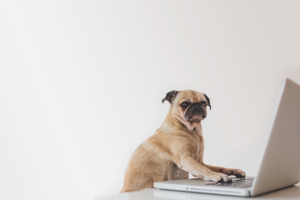 A pug dog sits at a computer