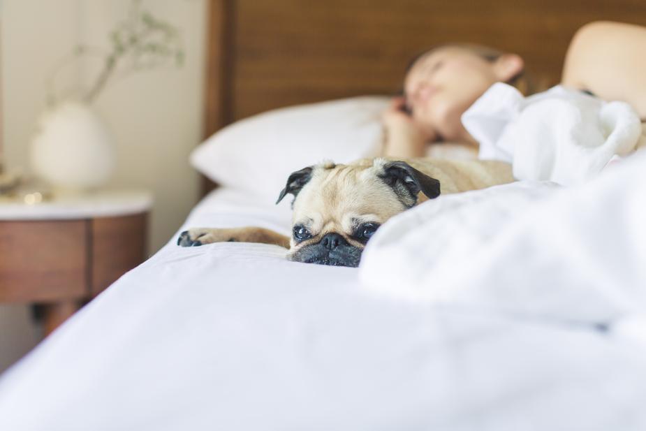 Teen sleeping in with pug