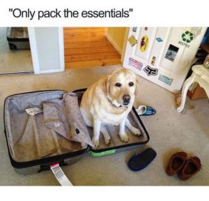 Dog in suitcase meme